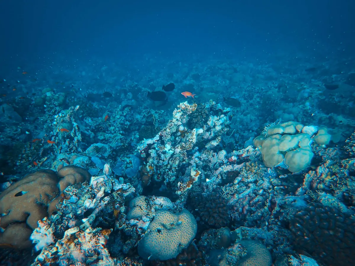 How to Use the UK Environmental Principles Policy Statement in Coral Reef Advocacy Campaigns