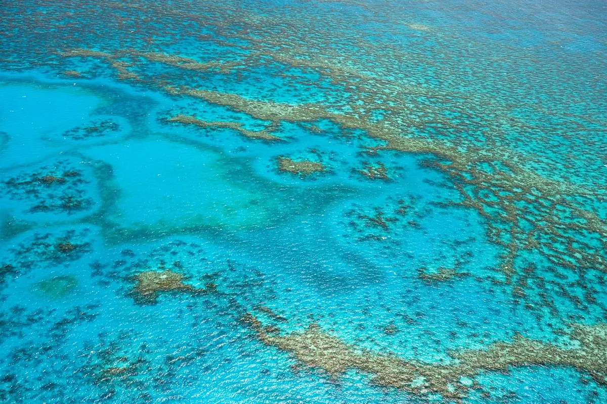 What the Convention on Biological Diversity Means for UK Coral Reefs: A Beginner's Explainer